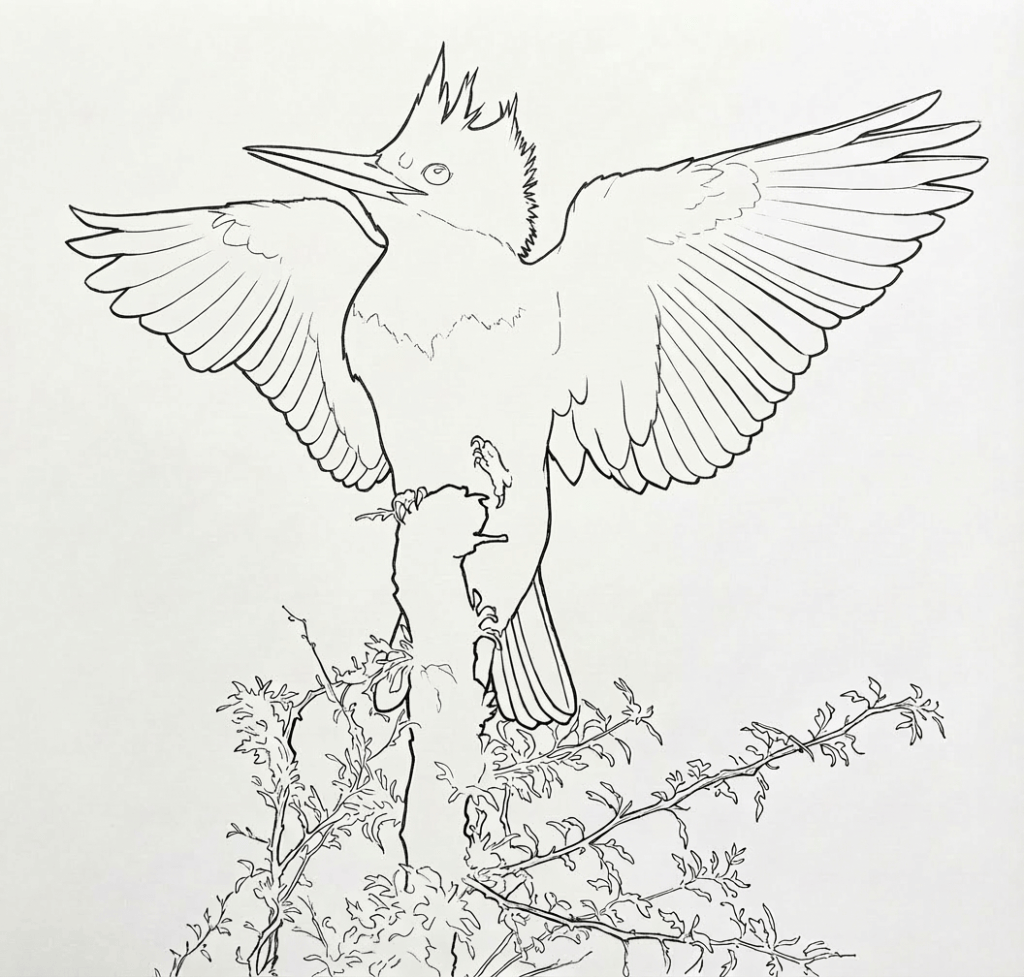 Black and white line drawing was created with AI using an award winning photo by Alan Murphy.